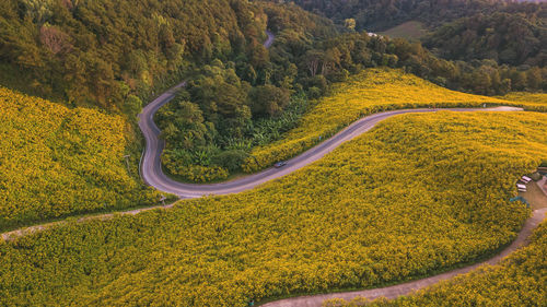 High angle view of road amidst trees