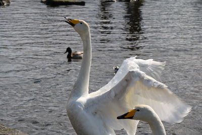 Bird in water