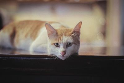 Close-up portrait of a cat