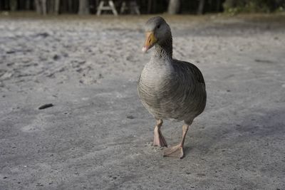 Close-up of duck on field