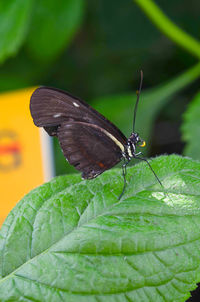 Close-up of butterfly on leaf