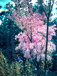Low angle view of pink flowers blooming on tree