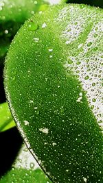 Close-up of water drops on leaves