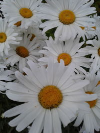 Full frame shot of white flowers blooming outdoors