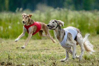 Saluki dogs in red and white shirts running and chasing lure in the field on coursing competition