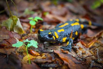 Close-up of frog on field