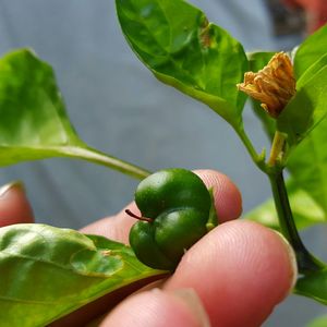 Close-up of plant