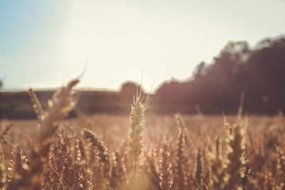 Close-up of stalks in field against sky