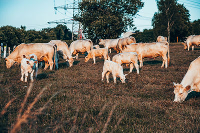 Sheep grazing on field