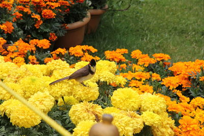 High angle view of butterfly on yellow flower