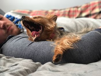 Close-up of dog lying on sofa at home