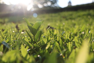 Close-up of plants growing on field during sunny day