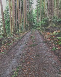 Dirt road amidst trees in forest