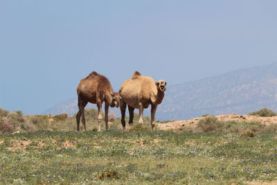 View of sheep on field