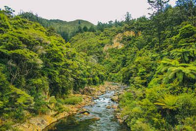 Scenic view of river amidst trees in forest