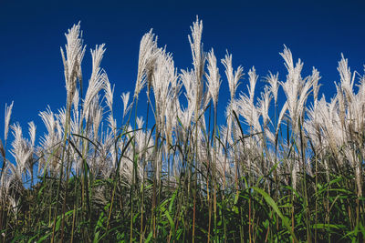 Close-up of stalks in field against blue sky