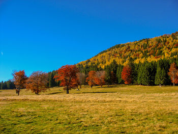 Scenic view of field against clear sky