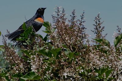 Low angle view of bird perching on tree against sky