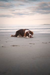 Portrait of beautiful brown white dog laying on the sandy beach