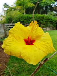 Close-up of yellow hibiscus blooming outdoors