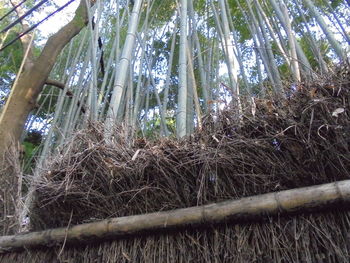 Low angle view of bamboo trees in forest