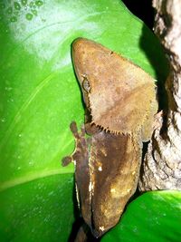 Close-up of butterfly on leaves