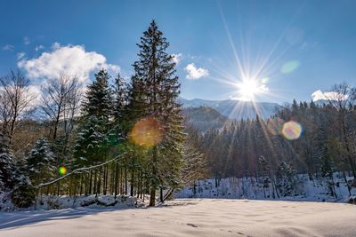 Trees on snow covered land against sky