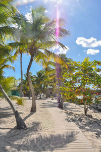 Palm trees on beach against sky