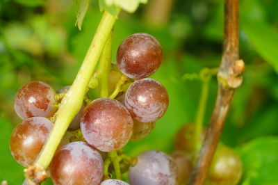 Close-up of fruits growing on plant