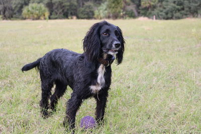 English cocker spaniel on grass