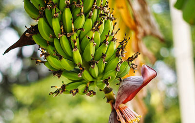 Blossom of banana tree hanging on banana tree, raw banana fruit in summer in india.