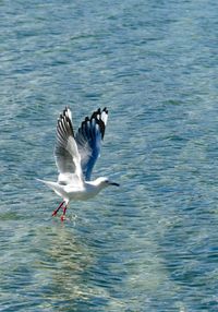 Seagulls flying over sea