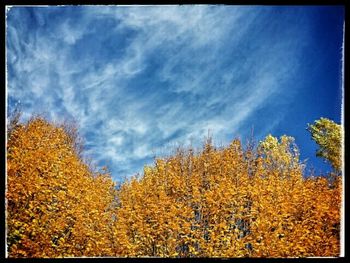 Low angle view of trees against cloudy sky