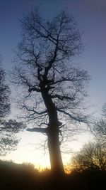 Low angle view of silhouette tree against sky