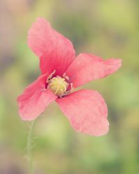 Close-up of pink flower