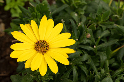 Close-up of yellow flower