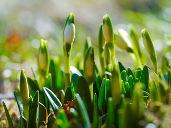 Close-up of flowering plant on field