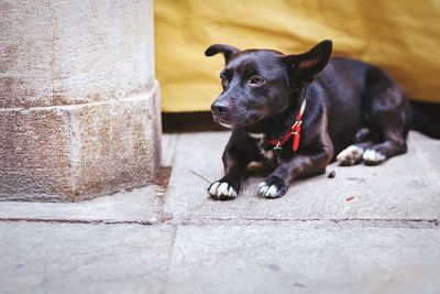 Dog looking away