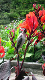 Close-up of bird perching on red flower