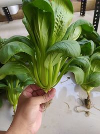 Close-up of hand holding leaves