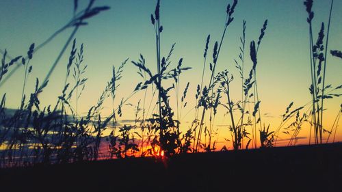 Silhouette plants against sky during sunset