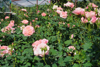 Pink flowers blooming outdoors