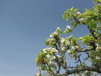 Low angle view of flowers on tree
