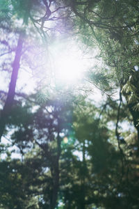 Low angle view of sunlight streaming through trees