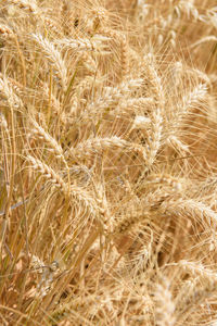 Close-up of wheat field