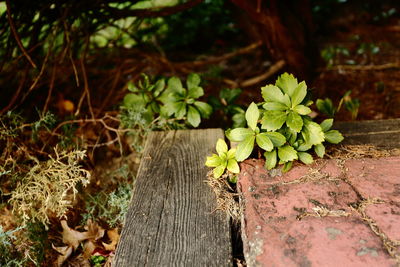 Close-up of plant