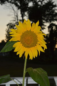 Close-up of yellow sunflower