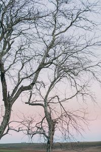 Bare tree against sky during winter