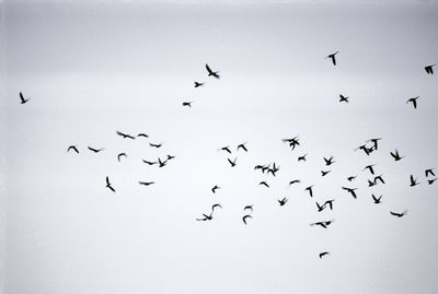 Low angle view of birds flying in the sky