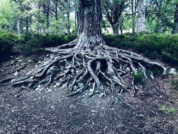 View of tree trunk in forest